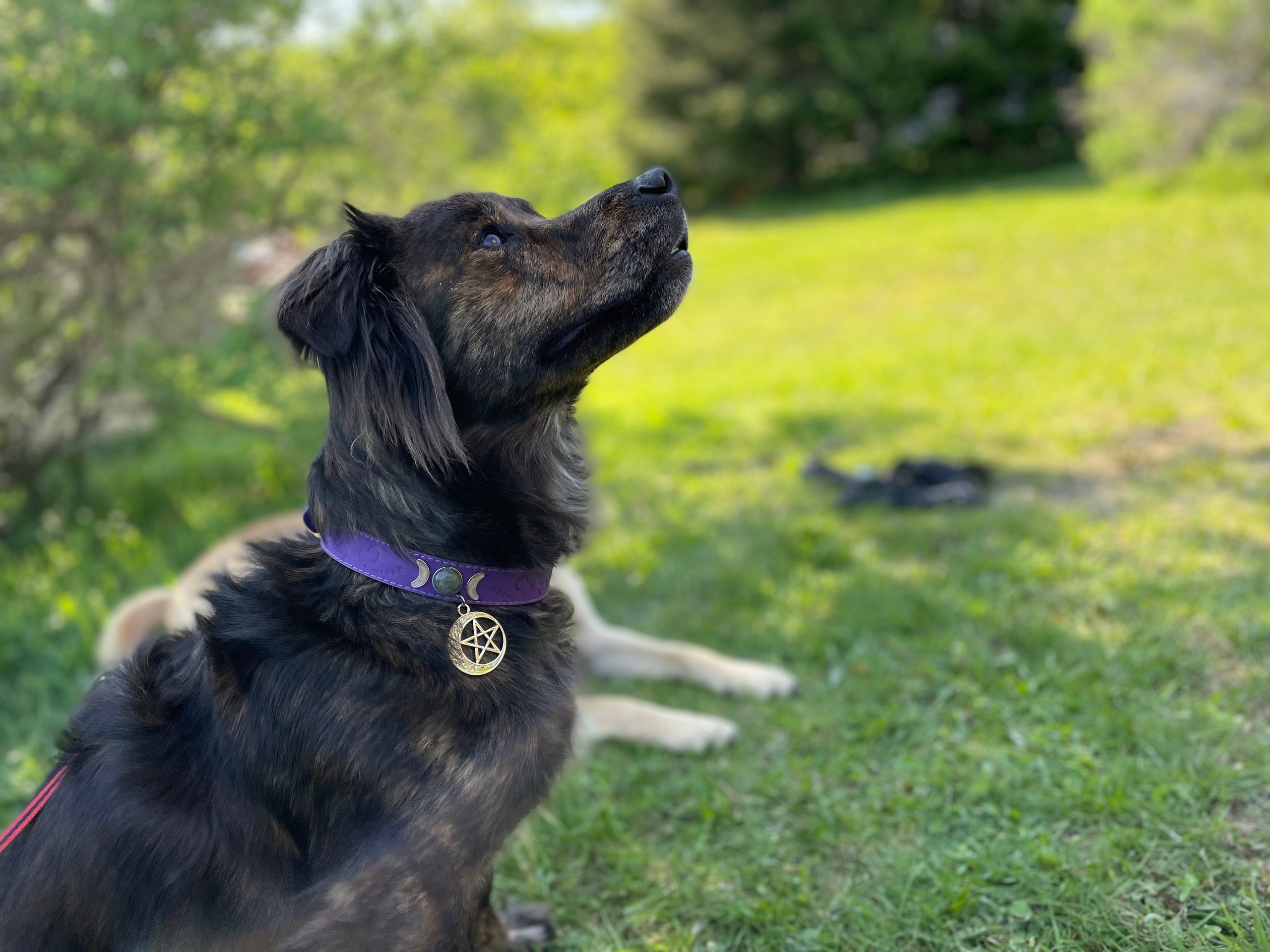 Pentacle cat collar store